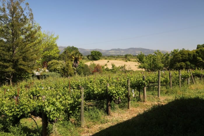 Photo courtesy of Matthiason Vineyard